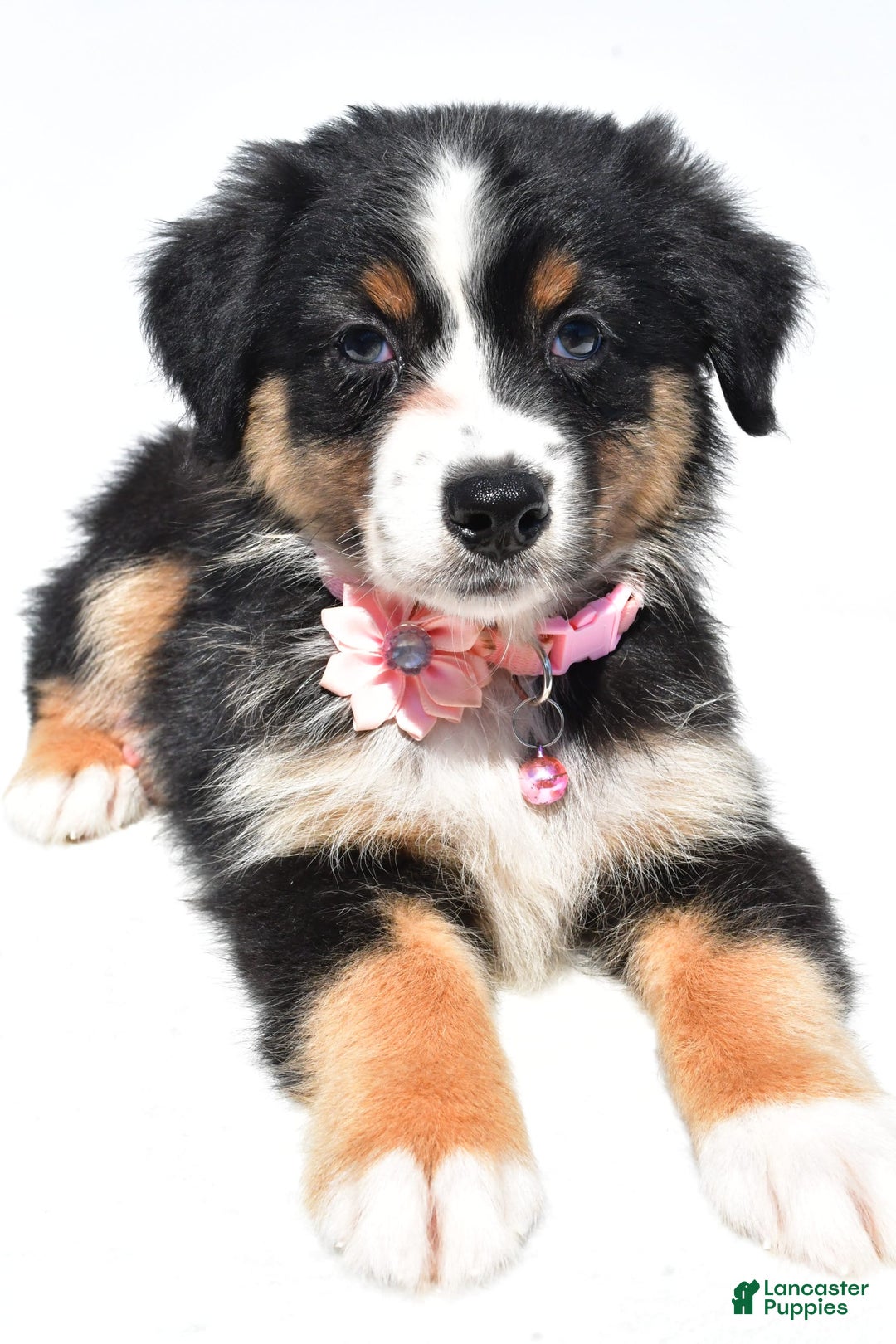 Australian Shepherd dogs for sale: Kiki - Image 8