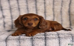 Miniature Dachshund dogs for sale: Beau - Image 2