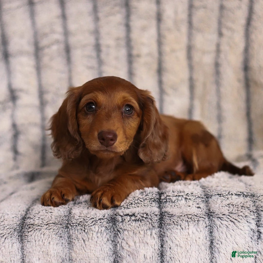 Miniature Dachshund dogs for sale: Beau - Image 2