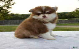 Pomsky dogs for sale: Ramsey - Image 6