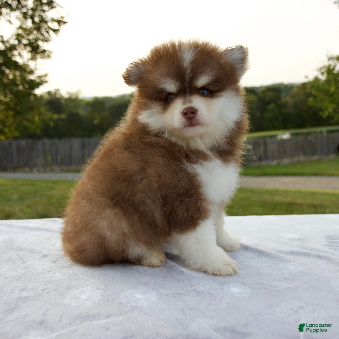 Pomsky dogs for sale: Ramsey - Image 6