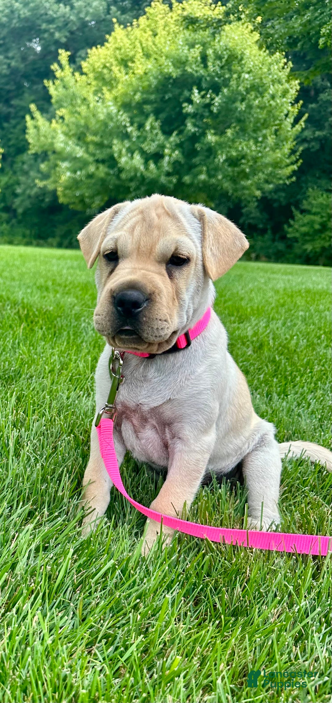 Mini Hippo dogs for sale: Delilah - Image 3