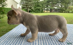 French Bulldog dogs for sale: Flower - Image 5