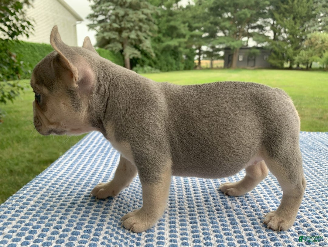 French Bulldog dogs for sale: Flower - Image 5