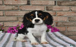 Cavalier King Charles Spaniel dogs for sale: Dasher - Image 2