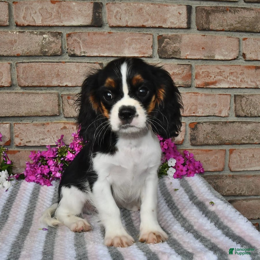 Cavalier King Charles Spaniel dogs for sale: Dasher - Image 2