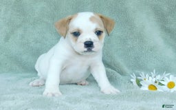 English Bulldog dogs for sale: Jasper - Image 1