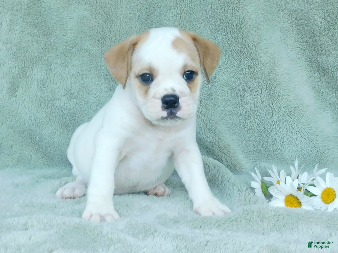 English Bulldog dogs for sale: Jasper - Image 1