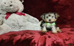 Yorkshire Terrier dogs for sale: Kiwi - Image 10