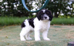 Mini Bernedoodle dogs for sale: Mini Bernedoodle 6 puppies - Image 39