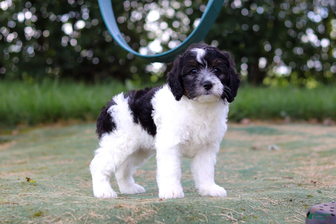 Mini Bernedoodle dogs for sale: Mini Bernedoodle 6 puppies - Image 39