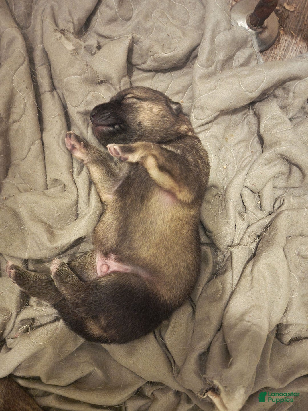 German Shepherd dogs for sale: Spartan - Image 4