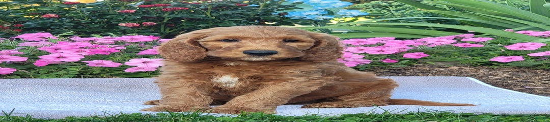 Roscoe