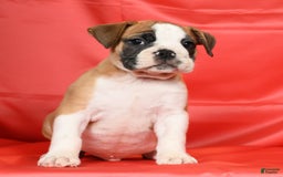 Beabull dogs for sale: Kenton - Image 1