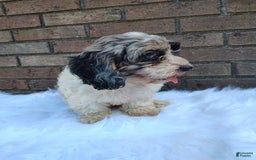 Cockapoo dogs for sale: Mary - Image 3