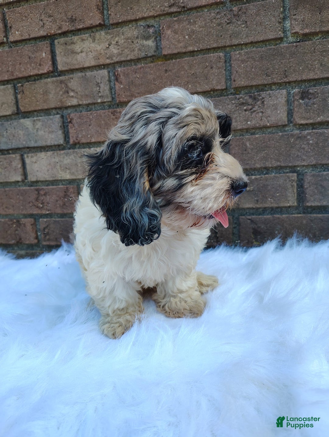 Cockapoo dogs for sale: Mary - Image 3