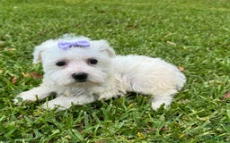 Maltese dogs for sale: Bella - Image 6