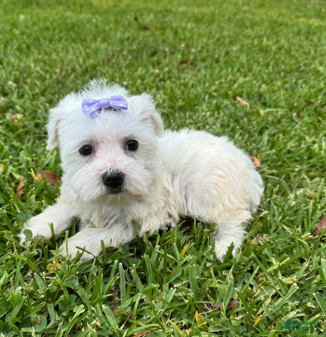 Maltese dogs for sale: Bella - Image 6