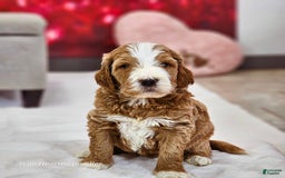 Goldendoodle dogs for sale: Chloe - Image 8