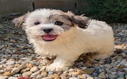 Teddy Bear dogs for sale: Whipped Cream - Image 4