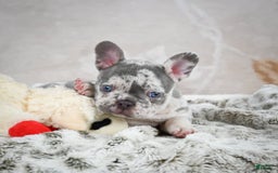 French Bulldog dogs for sale: French Bulldog 6 puppies - Image 24