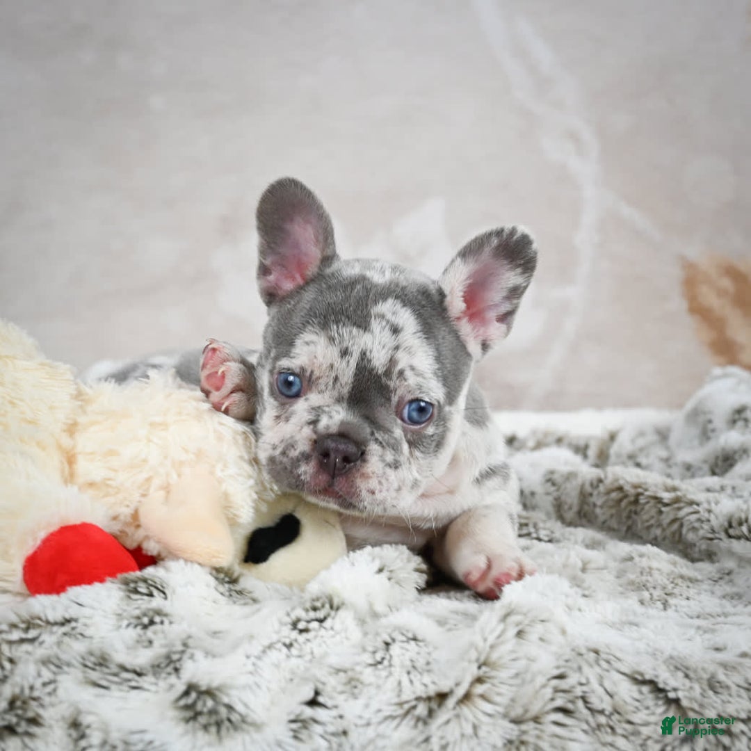 French Bulldog dogs for sale: French Bulldog 6 puppies - Image 24