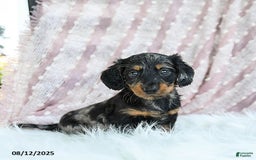 Miniature Dachshund dogs for sale: Pixie - Image 1