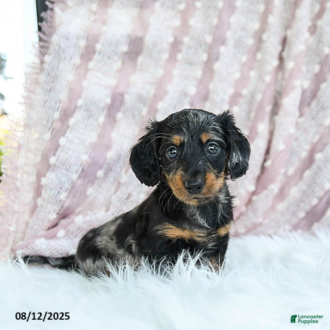 Miniature Dachshund dogs for sale: Pixie - Image 1