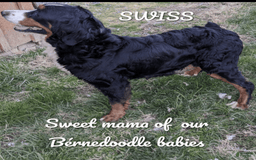 Bernedoodle dogs for sale: Dolly - Image 10