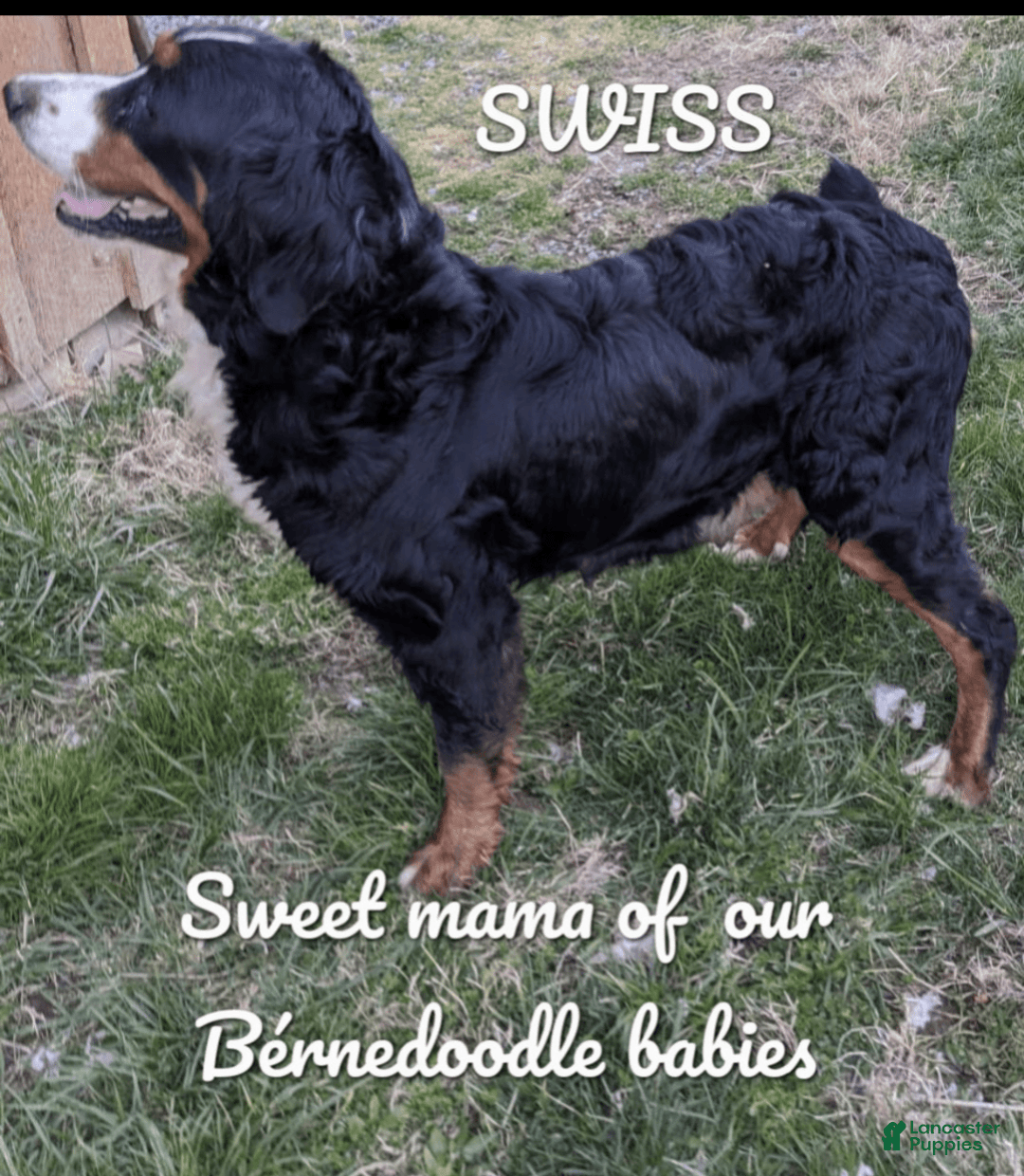 Bernedoodle dogs for sale: Dolly - Image 10