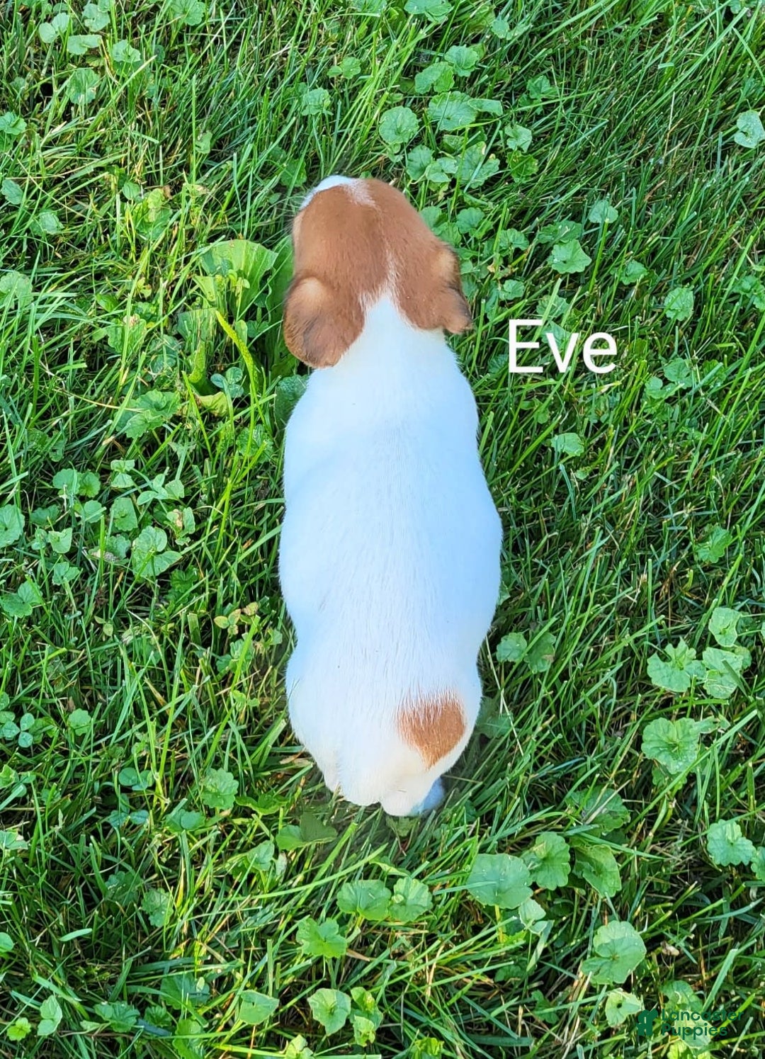 Jack Russell Terrier dogs for sale: Eve - Image 2