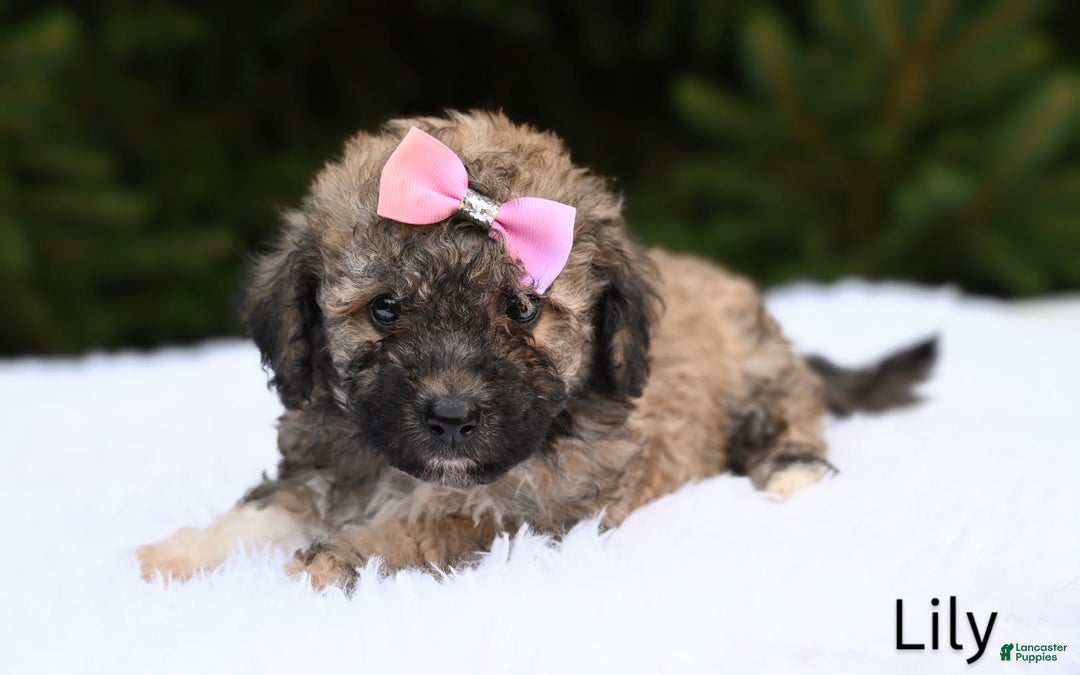 Bichpoo dogs for sale: Lily - Image 2