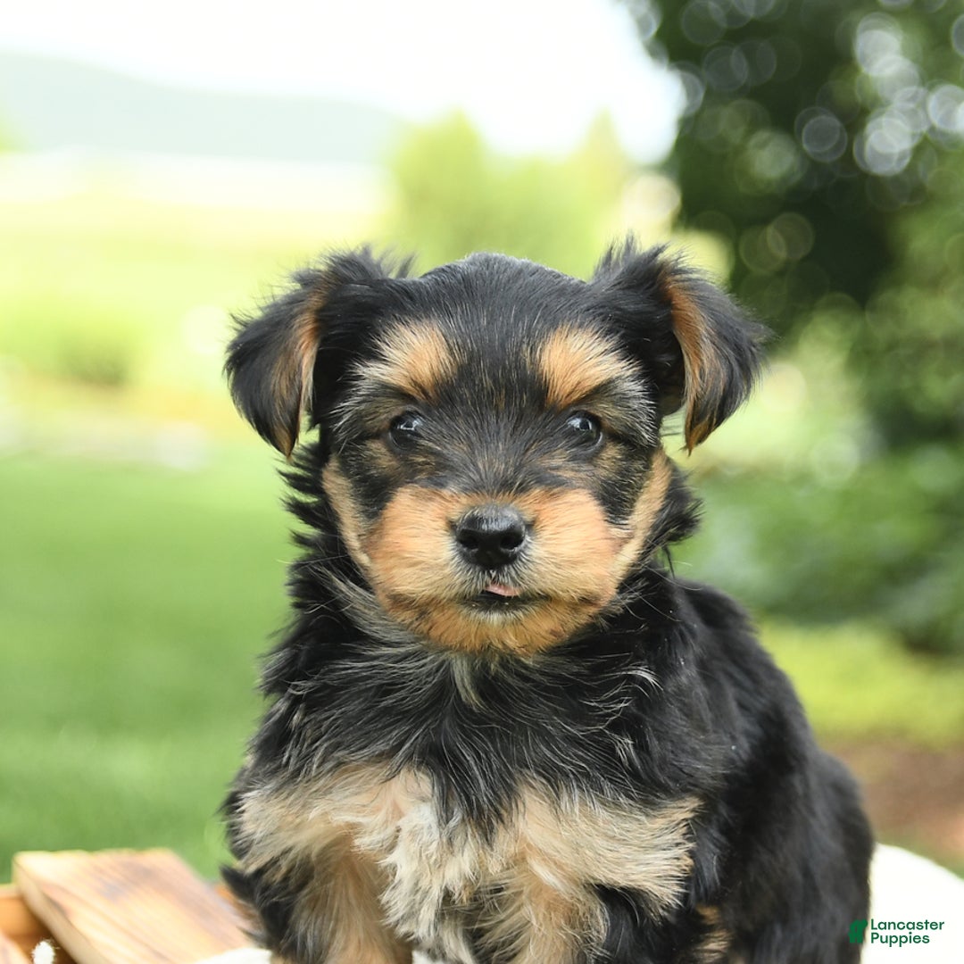 Yorkshire Terrier dogs for sale: Barkley - Image 8