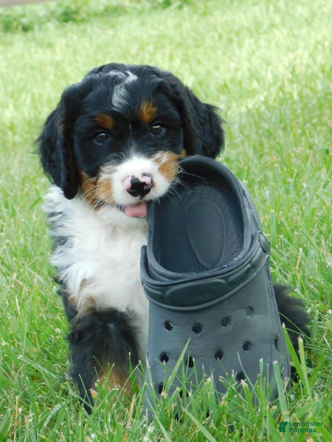 Mini Bernedoodle dogs for sale: Rio - Image 2