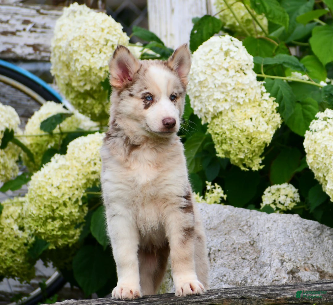 Gerberian Shepsky dogs for sale: Lawson - Image 5