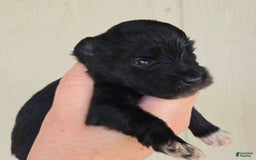Miniature Schnauzer dogs for sale: Pup 4 - Image 1