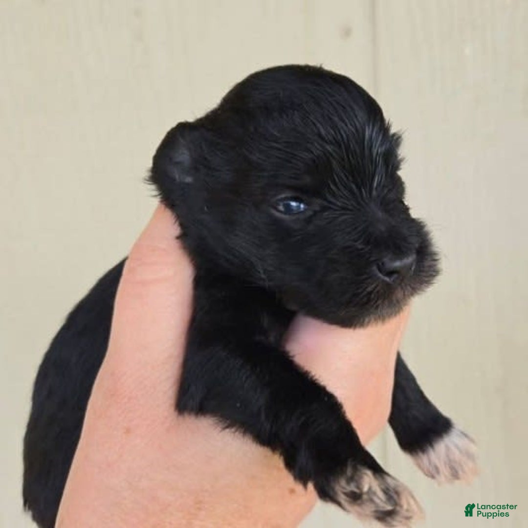 Miniature Schnauzer dogs for sale: Pup 4 - Image 1