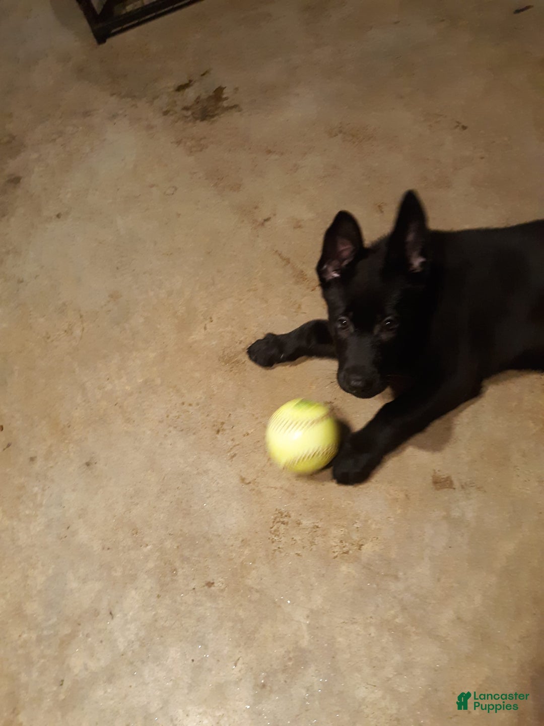 German Shepherd dogs for sale: Little Girl - Image 5