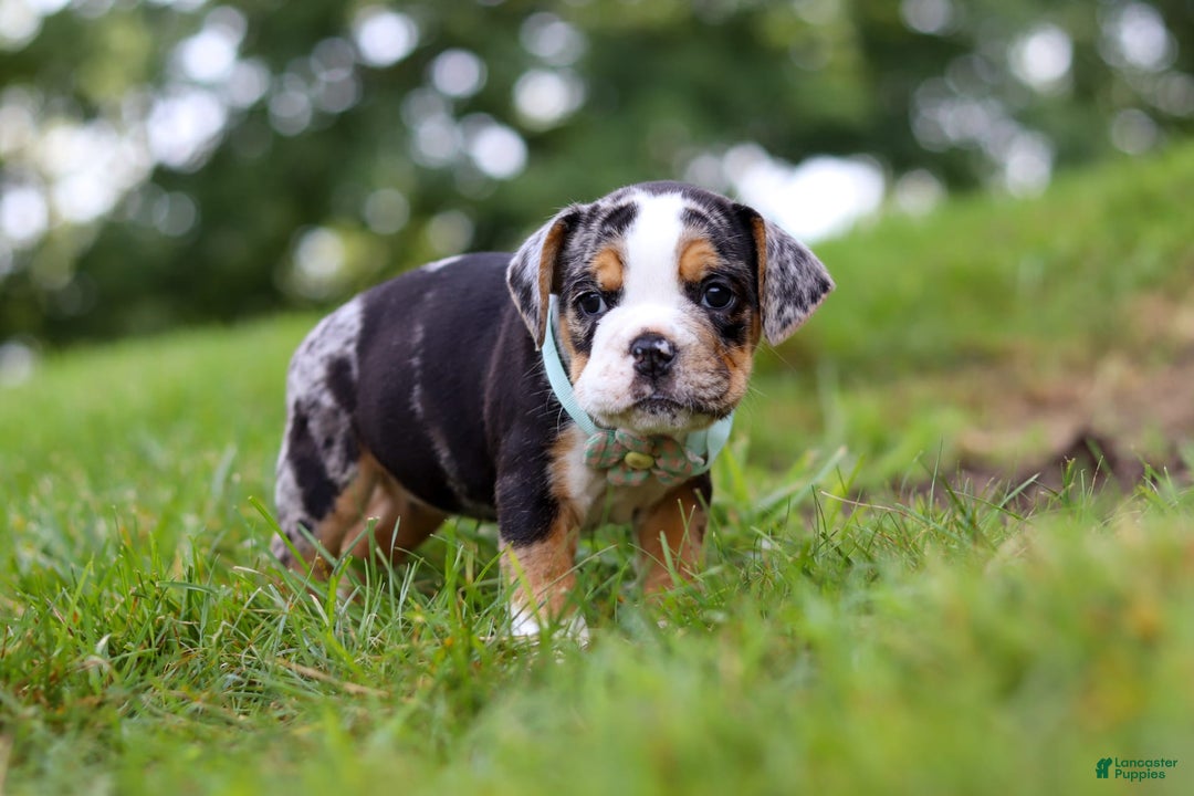 Beabull dogs for sale: Faith - Image 5