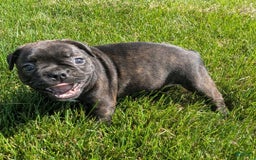 Frenchton dogs for sale: Nala - Image 8