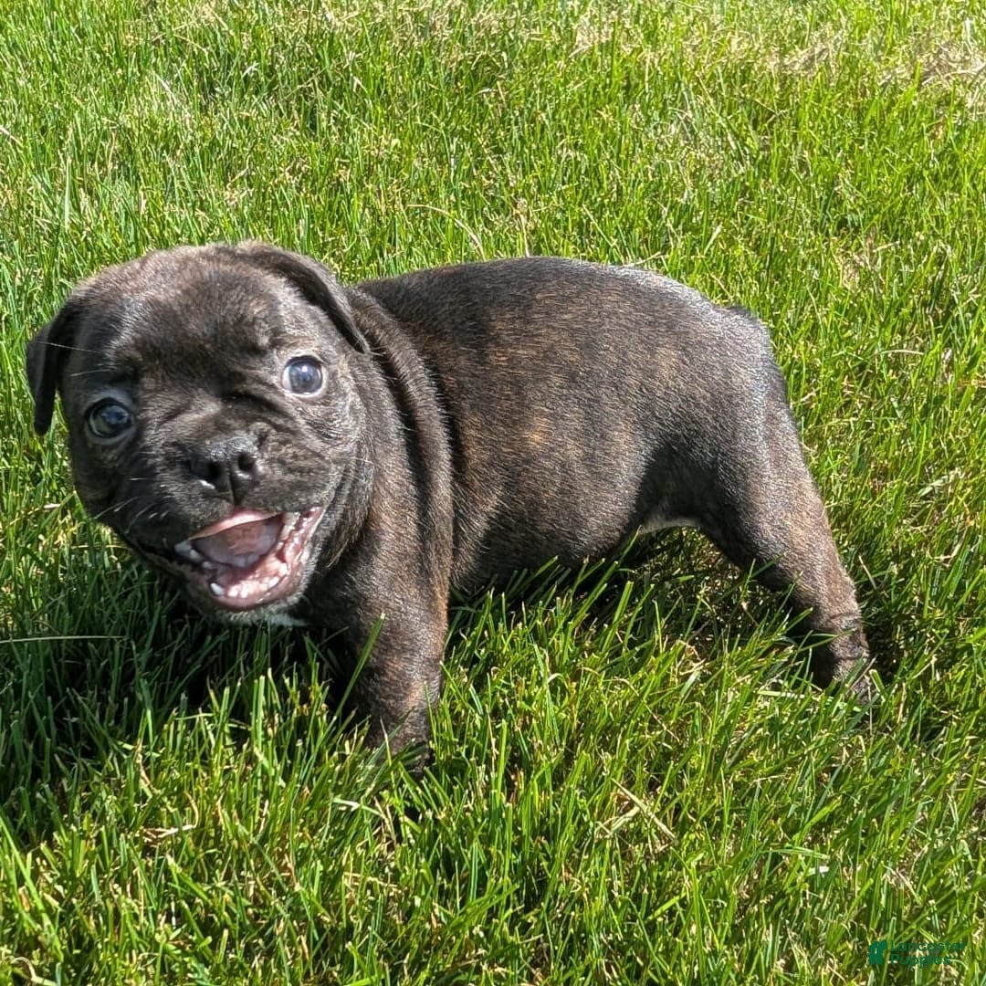 Frenchton dogs for sale: Nala - Image 8
