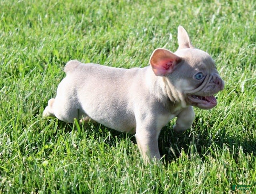 French Bulldog dogs for sale: French Bulldog 4 puppies - Image 2