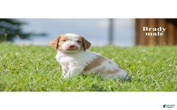 Brittany Spaniel dogs for sale: Brady - Image 2