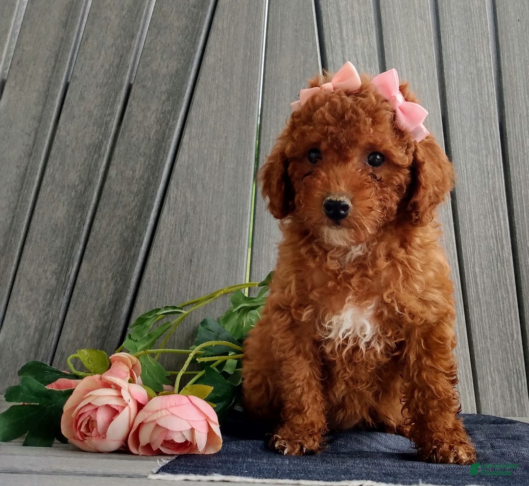Miniature Poodle dogs for sale: Tilly - Image 4