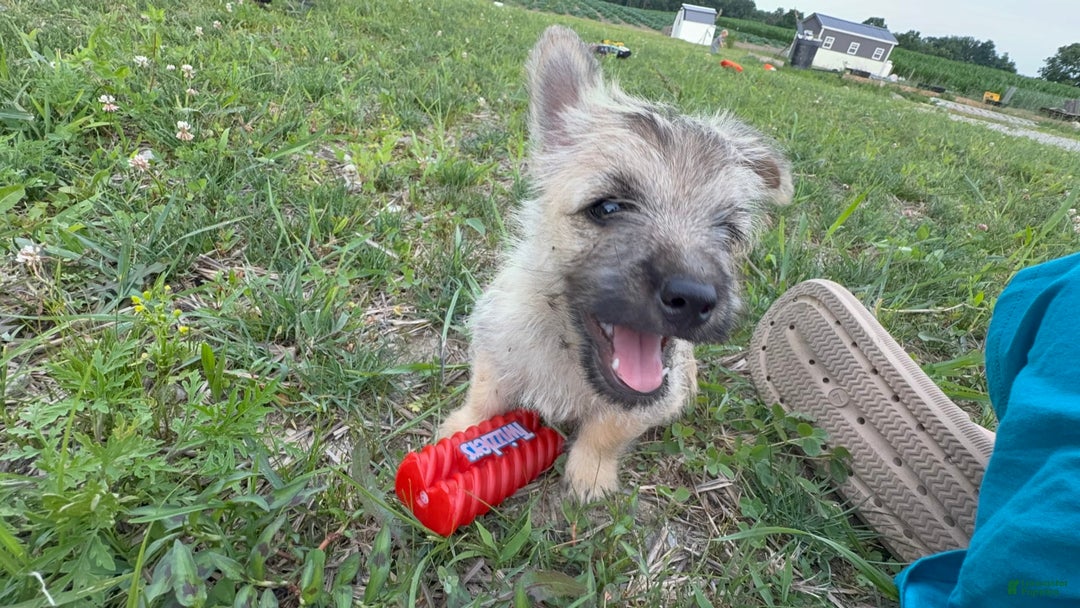Cairn Terrier dogs for sale: Jay - Image 6