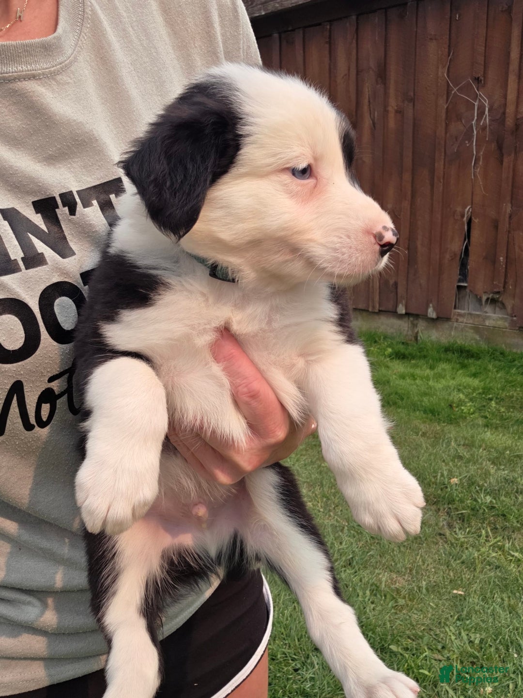 Border Collie dogs for sale: Rex - Image 10