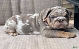 English Bulldog dogs for sale: Merlin - Image 6