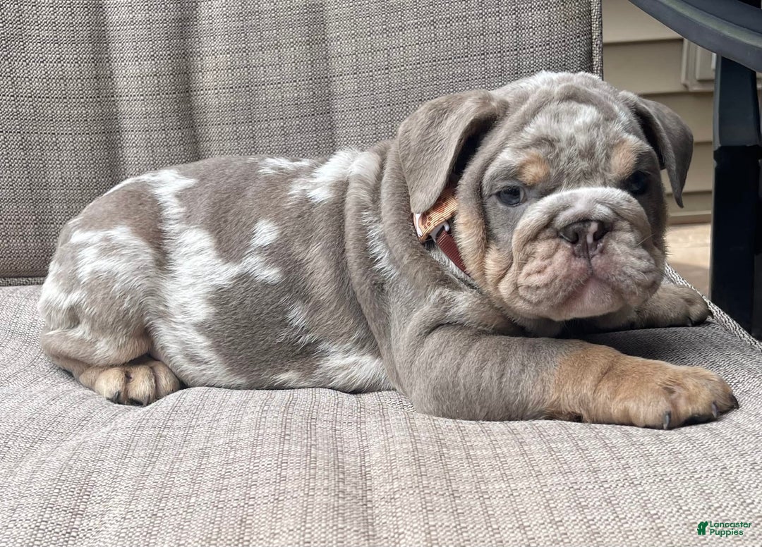 English Bulldog dogs for sale: Merlin - Image 6