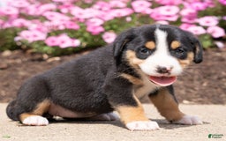 Greater Swiss Mountain Dog dogs for sale: Hannah - Image 2