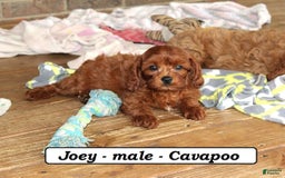Cavapoo dogs for sale: Joey - Image 5